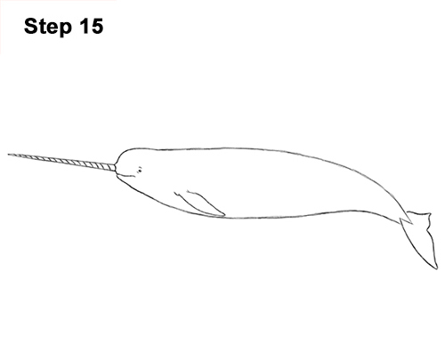 Narwhal Drawing 15 Draw Narwhal 15
