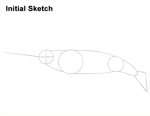Draw Narwhal Sketch