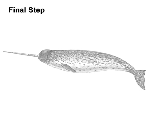 Narwhal Drawing Last Draw Narwhal Last