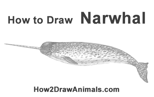 How to Draw a Narwhal How to Draw a Narwhal