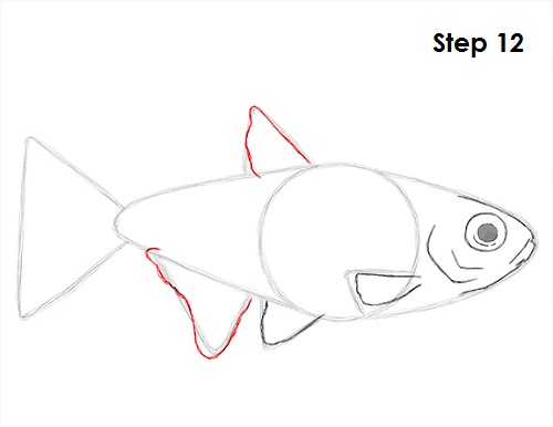 Draw Neon Tetra Fish 12