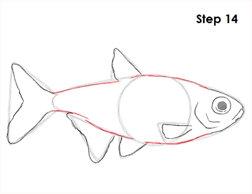 Draw Neon Tetra Fish 14