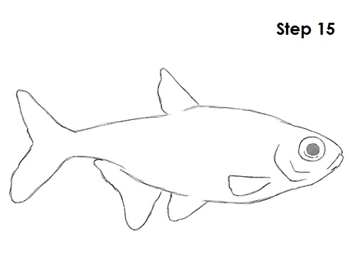 Draw Neon Tetra Fish 15