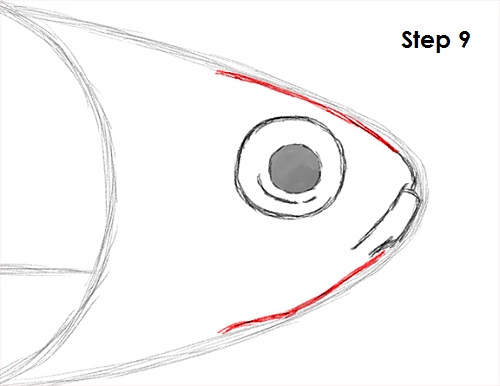 Neon Tetra Drawing 9 Draw Neon Tetra Fish 9
