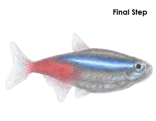 Draw Neon Tetra Fish Final