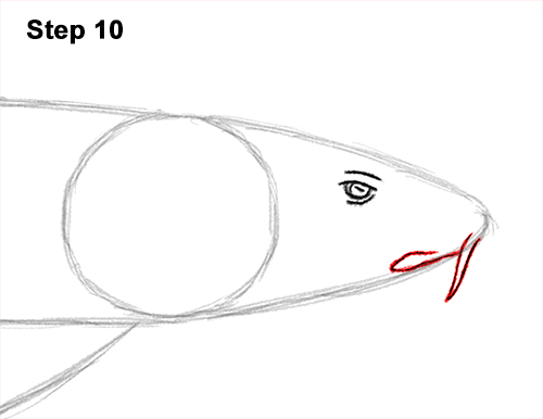 Draw Nurse Shark 10 How to Draw a Nurse Shark 10