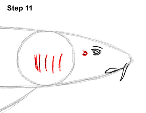 Draw Nurse Shark 11 How to Draw a Nurse Shark 11