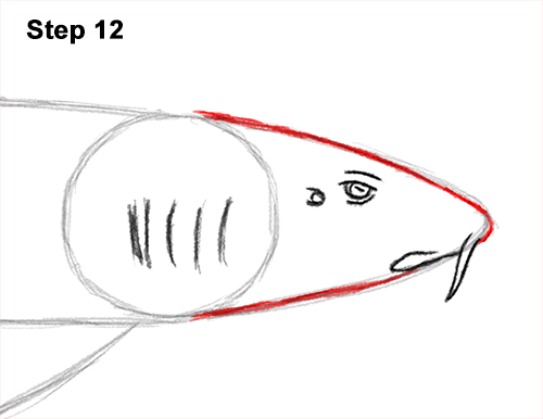 Draw Nurse Shark 12 How to Draw a Nurse Shark 12