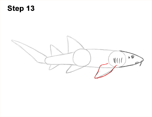 Draw Nurse Shark 13 How to Draw a Nurse Shark 13