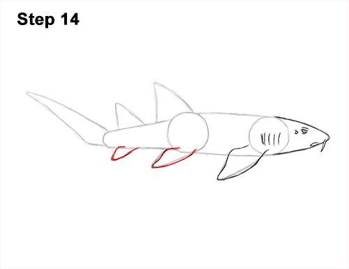Draw Nurse Shark 14 How to Draw a Nurse Shark 14