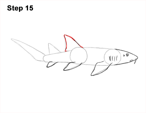 How to Draw a Nurse Shark 15