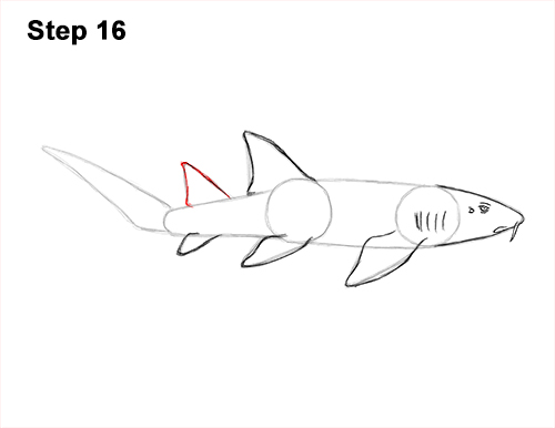 How to Draw a Nurse Shark 16