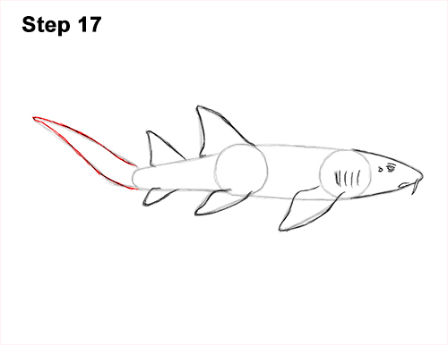 How to Draw a Nurse Shark 17