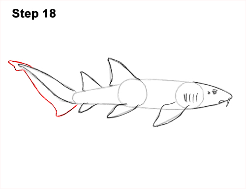 How to Draw a Nurse Shark 18