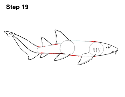 How to Draw a Nurse Shark 19