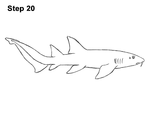 How to Draw a Nurse Shark 20