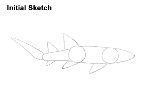 How to Draw a Nurse Shark Guide Lines