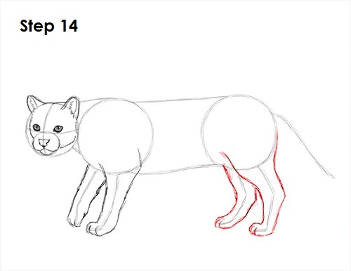 Draw Ocelot 14