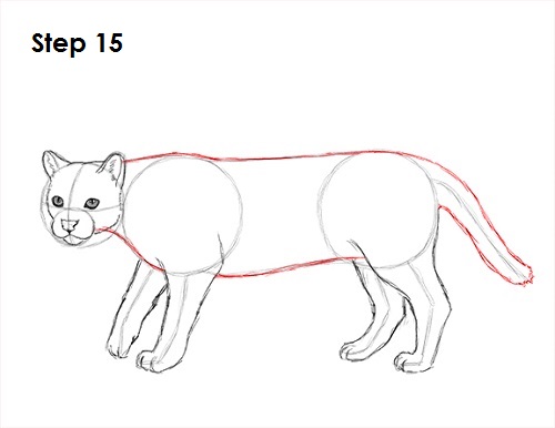 Ocelot Cat 15 Draw Ocelot 15