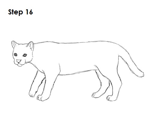 Ocelot Cat 16 Draw Ocelot 16