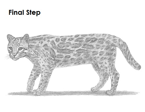 Ocelot Cat Drawing Draw Ocelot Final