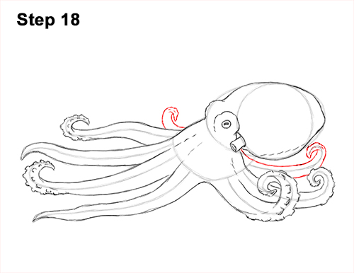 How to Draw an Octopus Swimming Tentacles 18