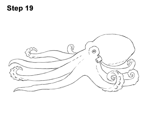 How to Draw an Octopus Swimming Tentacles 19