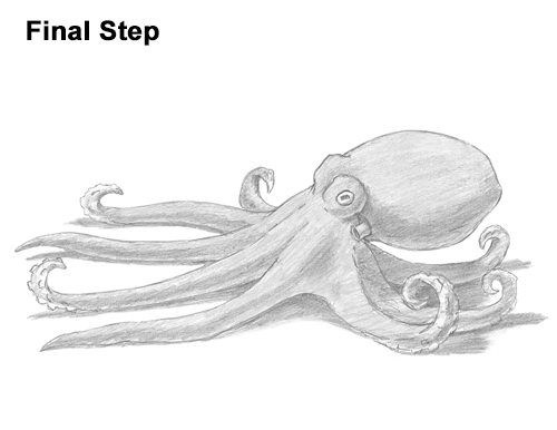How to Draw an Octopus Swimming Tentacles