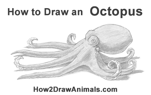 Draw an Octopus How to Draw an Octopus Swimming Tentacles
