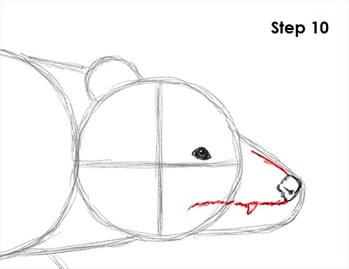 Draw Opossum 10