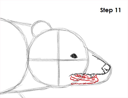 Draw Opossum 11