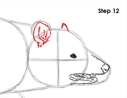 Draw Opossum 12