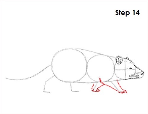 Draw Opossum 14