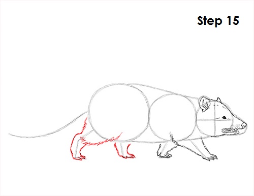 Opossum Drawing 15 Draw Opossum 15