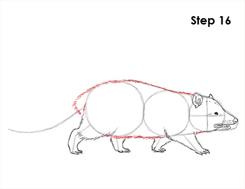 Opossum Drawing 16 Draw Opossum 16