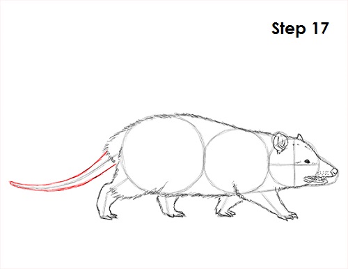 Opossum Drawing 17 Draw Opossum 17