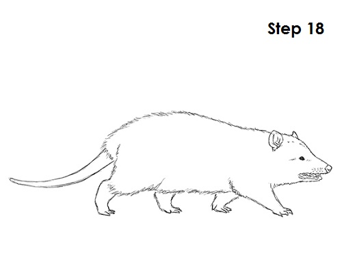 Opossum Drawing 18 Draw Opossum 18