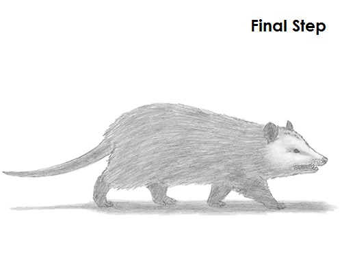Opossum Drawing Final Draw Opossum Last