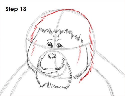 Draw Orangutan Ape 13