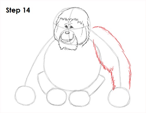 Draw Orangutan Ape 14