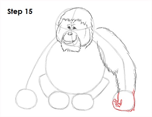 Draw Orangutan Ape 15