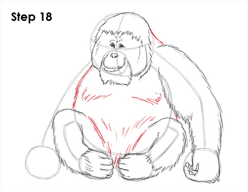 Draw Orangutan Ape 18