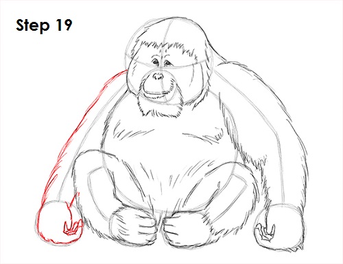 Draw Orangutan Ape 19