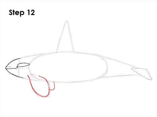 Draw Orca 12