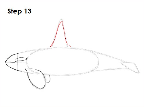 Draw Orca 13