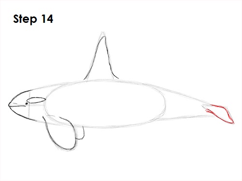 Draw Orca 14