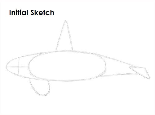 Killer Whale Drawing Initial Sketch Draw Orca Initial Sketch