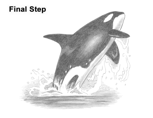 How to Draw a Killer Whale Orca Breaching Jumping