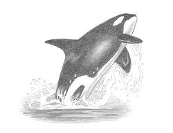 How to Draw a Killer Whale Orca Breaching Jumping