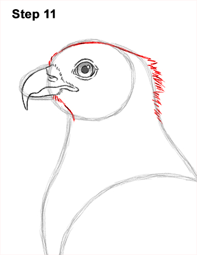 How to Draw Osprey Seahawk Bird Side 11